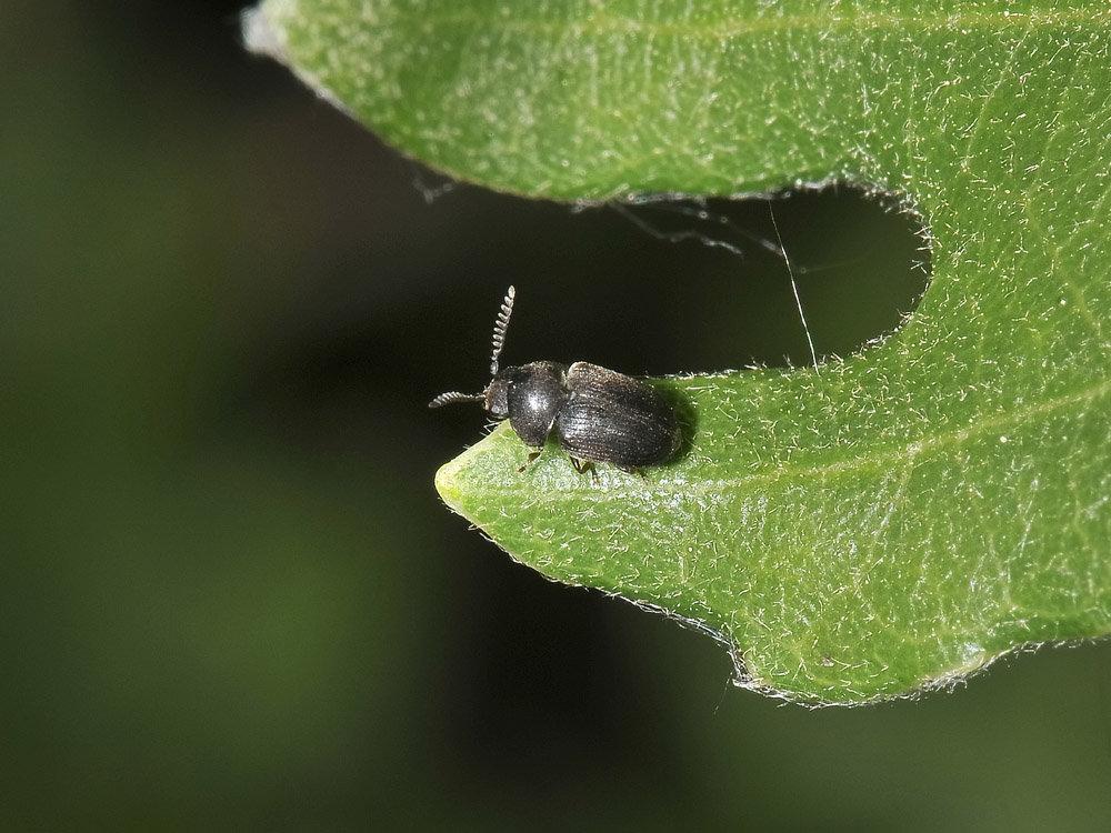 Xyletinus sp. - (Anobiidae)